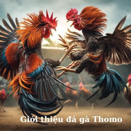 Chiến thuật đá gà thomo giúp bạn thắng lớn tại daga88