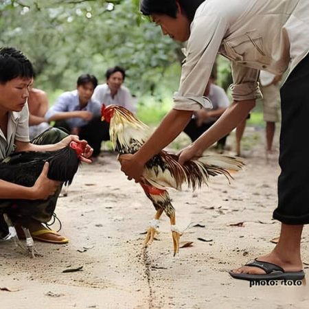 Các thuật ngữ trong đá gà online Vegas79 anh em cần biết